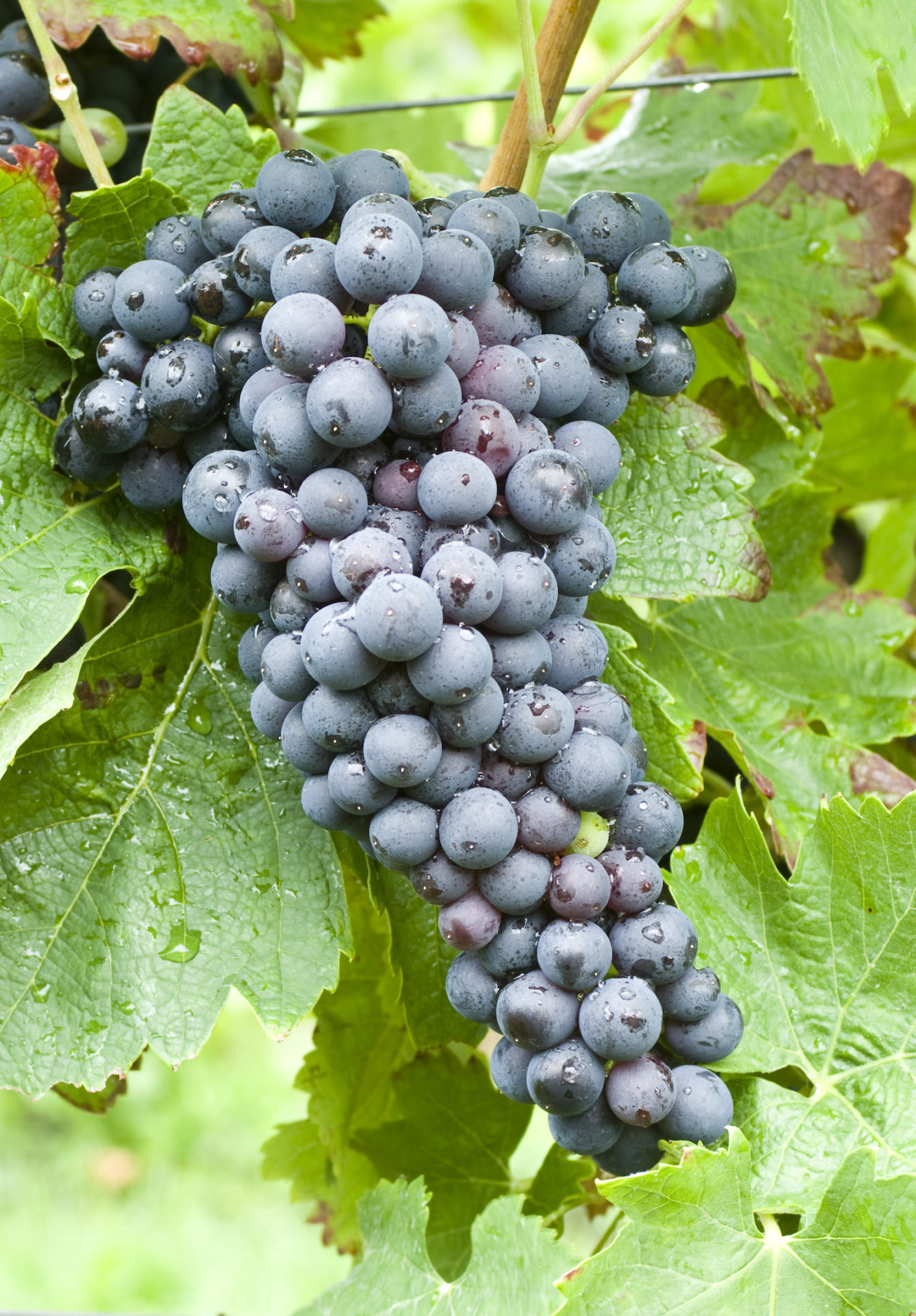 Eine reife Syrah-Shiraz-Traube am Rebstock