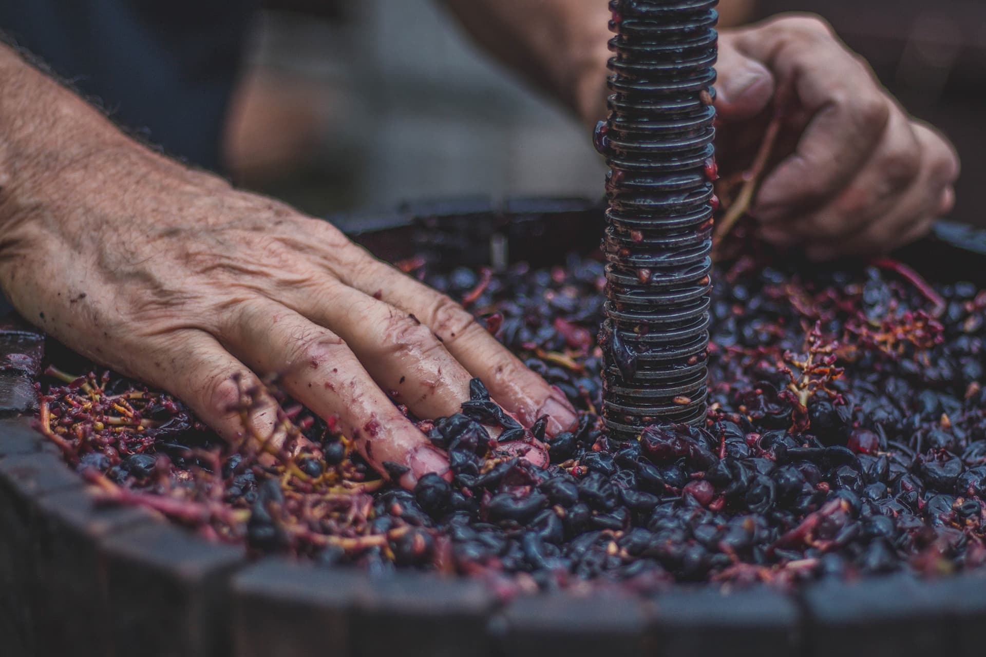 Tannins – All about the tannins in wine
