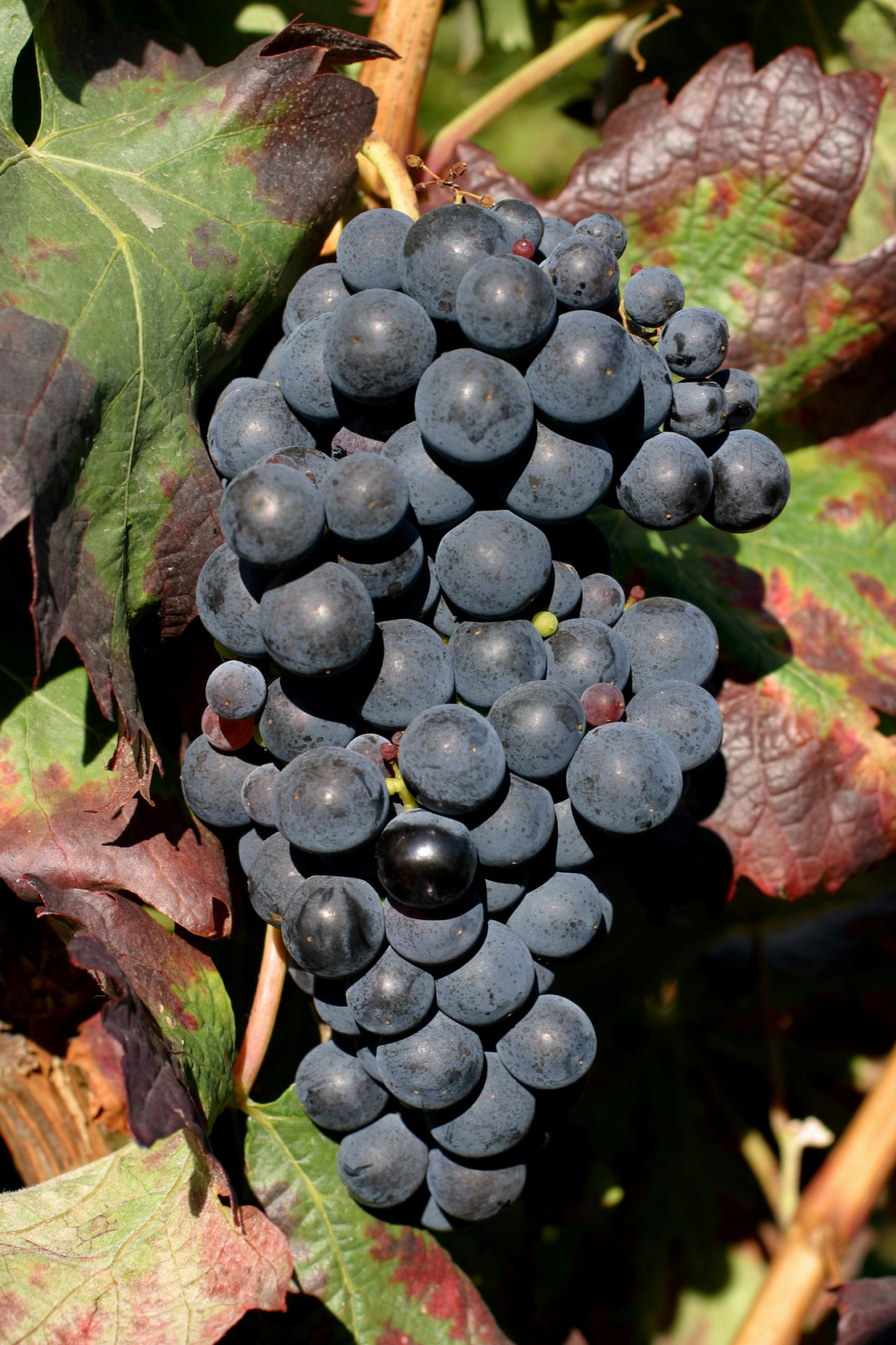 Eine reife Tempranillo-Traube am Rebstock