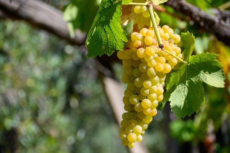 Eine Trebbiano-Traube am Rebstock