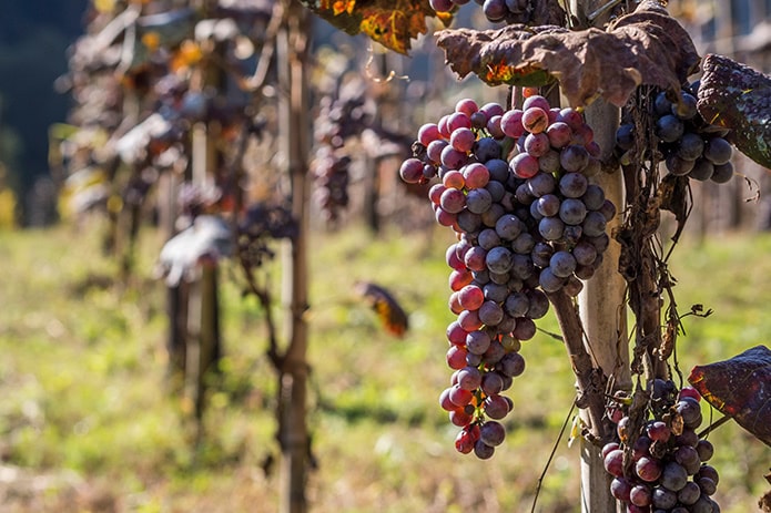 A motherland of wine - 7000 years of viticulture in Georgia